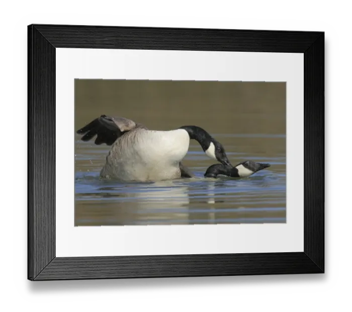 Framed Print : Canada geese -Branta canadensis- mating in water Framed Print : Canada geese -Branta canadensis- mating in water