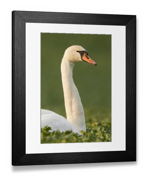 Framed Print : Mute Swan -Cygnus olor- in a canola field -Brassica napus-, Fuldabrueck, Hesse, Germany, Europe Framed Print : Mute Swan -Cygnus olor- in a canola field -Brassica napus-, Fuldabrueck, Hesse, Germany, Europe