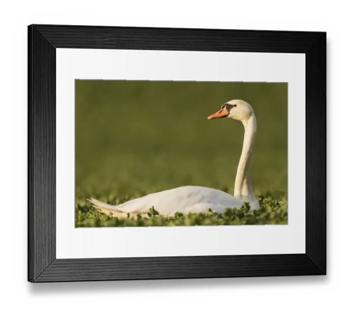 Framed Print : Mute Swan -Cygnus olor- in a canola field -Brassica napus-, Fuldabrueck, Hesse, Germany, Europe