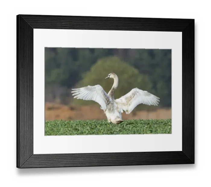Framed Print : Mute Swan -Cygnus olor- in a canola field -Brassica napus-, Fuldabrueck, Hesse, Germany, Europe Framed Print : Mute Swan -Cygnus olor- in a canola field -Brassica napus-, Fuldabrueck, Hesse, Germany, Europe