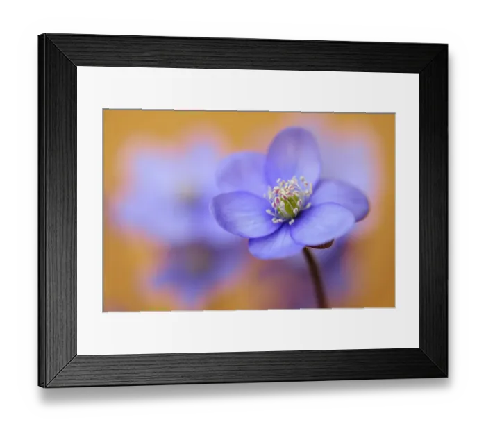 Framed Print : Common Hepatica or Liverwort -Anemone hepatica- Framed Print : Common Hepatica or Liverwort -Anemone hepatica-