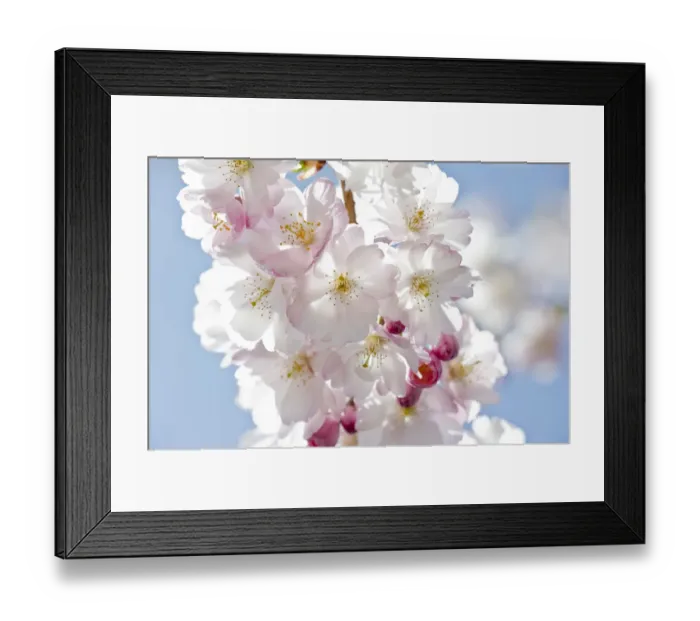 Framed Print : Flowering Japanese Cherry Tree -Prunus serrulata- Framed Print : Flowering Japanese Cherry Tree -Prunus serrulata-
