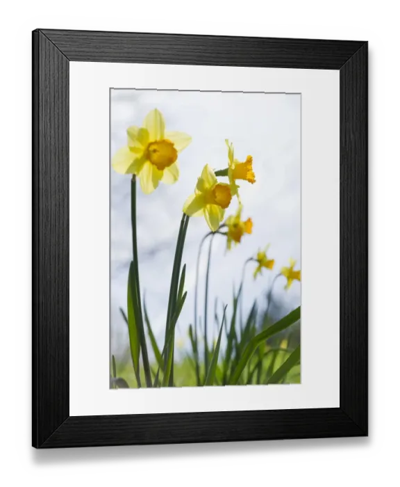 Framed Print : Daffodils -Narcissus pseudonarcissus- Framed Print : Daffodils -Narcissus pseudonarcissus-