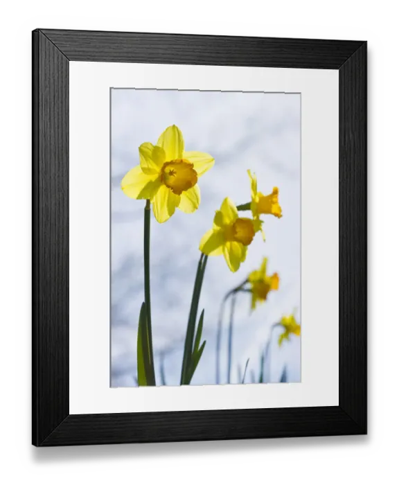 Framed Print : Daffodils -Narcissus pseudonarcissus- Framed Print : Daffodils -Narcissus pseudonarcissus-