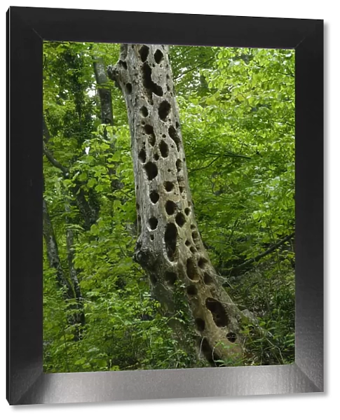 Woodpecker holes in a dead tree
