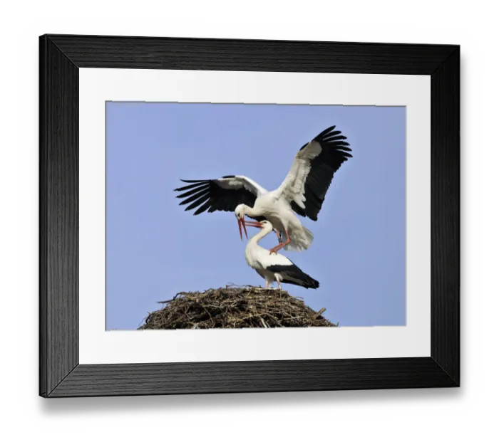 Framed Print : White Storks -Ciconia ciconia-, mating on a storks nest Framed Print : White Storks -Ciconia ciconia-, mating on a storks nest