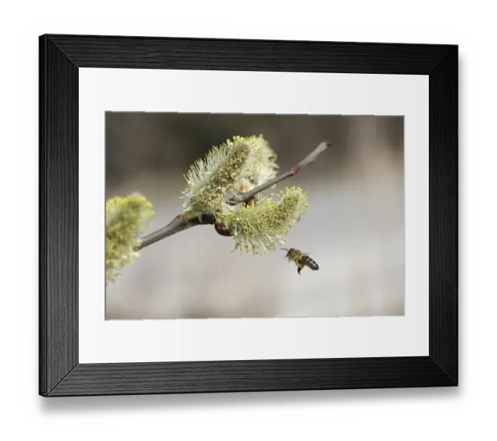 Framed Print : Honey bee -Apis mellifica- in flight at Goat Willow, Pussy Willow or Great Sallow -Salix caprea-, Allgaeu, Bavaria, Germany, Europe Framed Print : Honey bee -Apis mellifica- in flight at Goat Willow, Pussy Willow or Great Sallow -Salix caprea-, Allgaeu, Bavaria, Germany, Europe