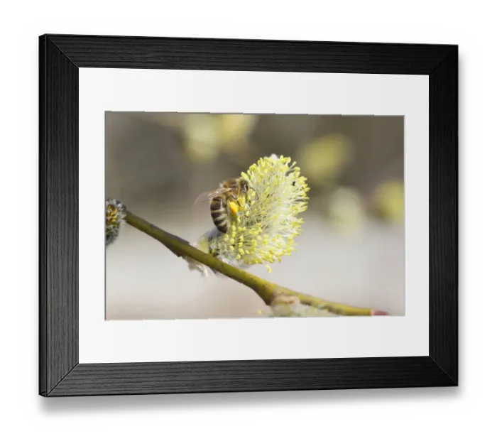 Framed Print : Honey bee -Apis mellifica- feeding on Goat Willow, Pussy Willow or Great Sallow -Salix caprea-, Allgaeu, Bavaria, Germany, Europe Framed Print : Honey bee -Apis mellifica- feeding on Goat Willow, Pussy Willow or Great Sallow -Salix caprea-, Allgaeu, Bavaria, Germany, Europe