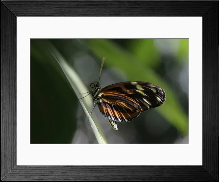 Framed Print : Heliconian butterfly -Eueides isabellae-, captive, Germany, Europe
