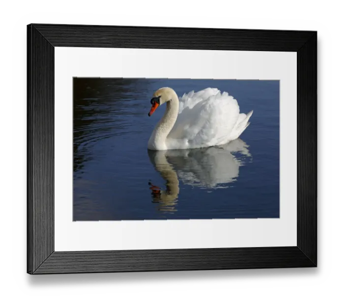 Framed Print : Mute Swan -Cygnus olor- with reflection in water Framed Print : Mute Swan -Cygnus olor- with reflection in water
