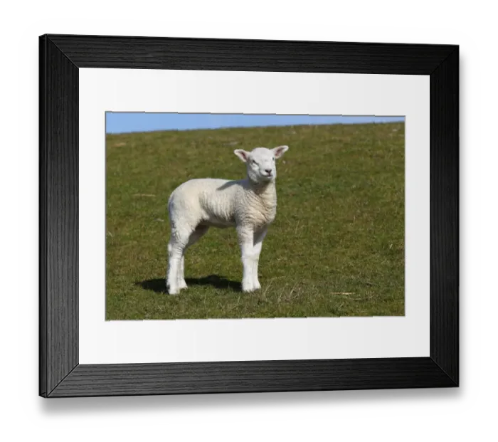 Framed Print : Lamb, Domestic Sheep -Ovis ammon f. Aries- on a dyke, Schleswig-Holstein, Germany, Europe Framed Print : Lamb, Domestic Sheep -Ovis ammon f. Aries- on a dyke, Schleswig-Holstein, Germany, Europe