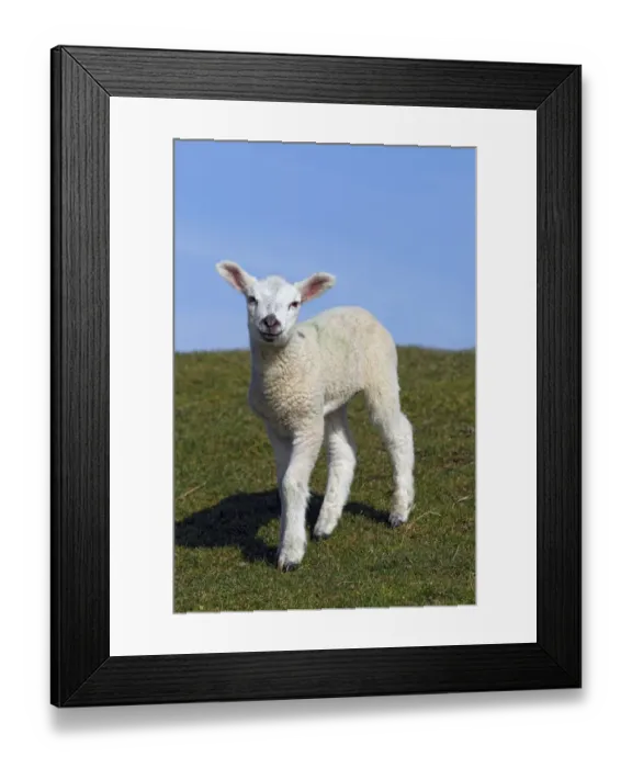 Framed Print : Lamb, domestic sheep, ewe lamb -Ovis ammon f. aries- standing on a dyke, Schleswig-Holstein, Germany, Europe Framed Print : Lamb, domestic sheep, ewe lamb -Ovis ammon f. aries- standing on a dyke, Schleswig-Holstein, Germany, Europe