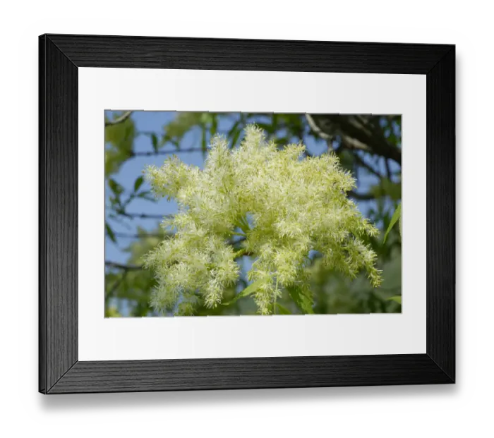 Framed Print : White panicles of a Manna Ash or South European Flowering Ash -Fraxinus ornus- Framed Print : White panicles of a Manna Ash or South European Flowering Ash -Fraxinus ornus-