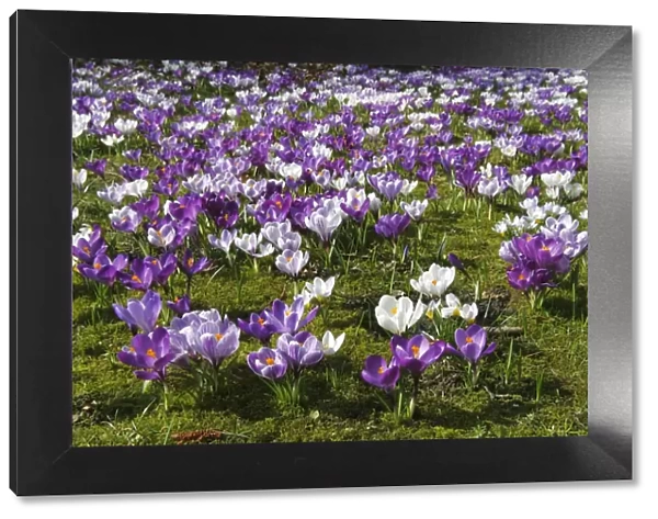 Spring crocus, Giant Dutch crocus -Crocus vernus hybrids-, purple and white croci or crocuses flowering on a crocus meadow in spring