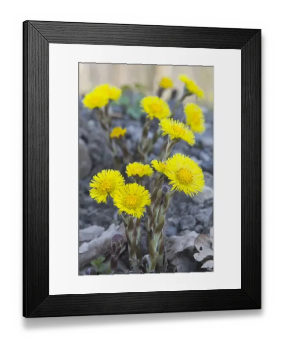 Framed Print : Coltsfoot -Tussilago farfara- Framed Print : Coltsfoot -Tussilago farfara-