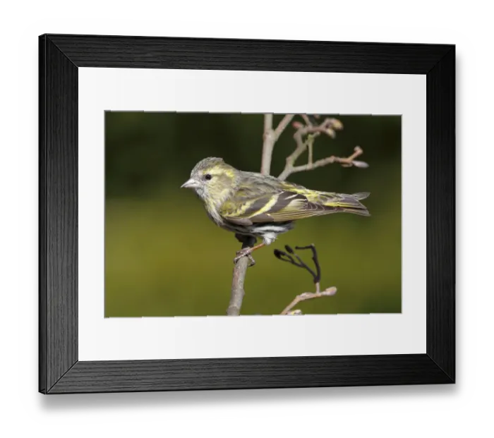 Framed Print : Siskin -Carduelis spinus-, female perched on an alder branch