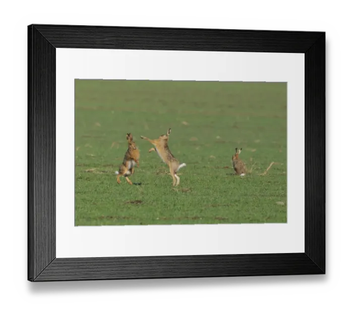 Framed Print : Two European Hares -Lepus europaeus- fighting on a field, a third one next to it Framed Print : Two European Hares -Lepus europaeus- fighting on a field, a third one next to it