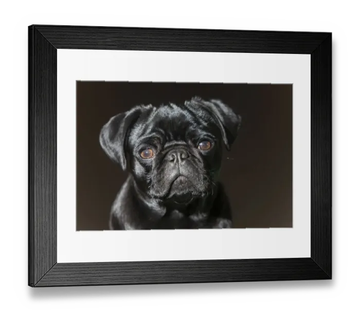 Framed Print : Pug puppy, black, portrait Framed Print : Pug puppy, black, portrait
