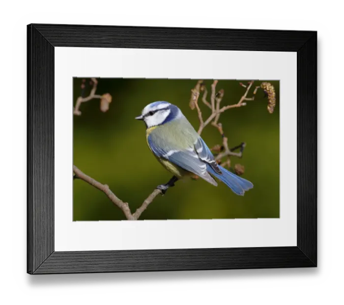 Framed Print : Blue tit -Parus caeruleus- perched on an alder branch
