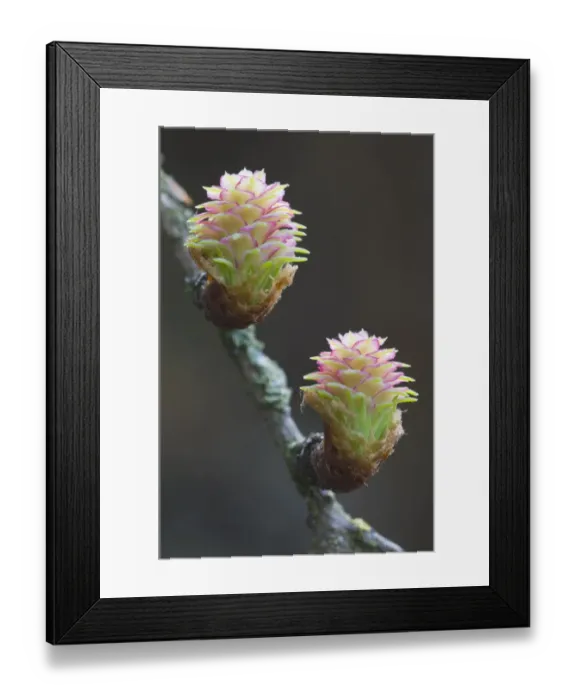 Framed Print : Female flowers of the larch -Larix decidua- Framed Print : Female flowers of the larch -Larix decidua-