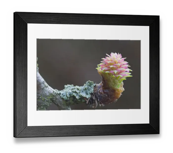 Framed Print : Female flower of the Larch -Larix decidua- Framed Print : Female flower of the Larch -Larix decidua-