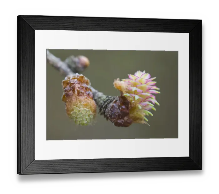 Framed Print : Male and female flowers of the Larch -Larix decidua-