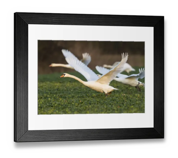Framed Print : Mute swans -Cygnus olor- flying over a canola field -Brassica napus-, Fuldabrueck, Hesse, Germany, Europe Framed Print : Mute swans -Cygnus olor- flying over a canola field -Brassica napus-, Fuldabrueck, Hesse, Germany, Europe