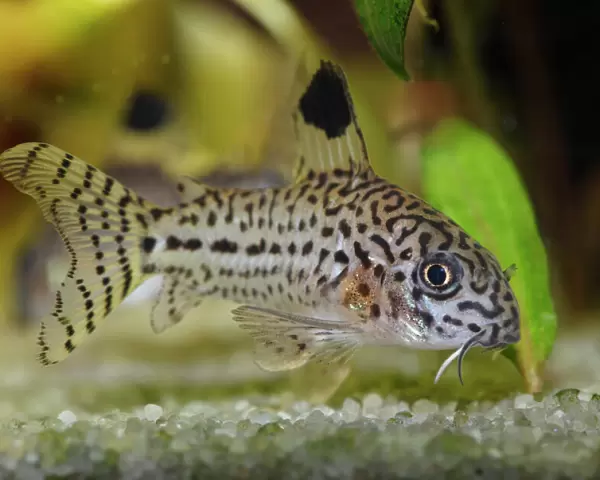 Leopard catfish -Corydoras julii-, freshwater aquarium, native to the Amazon Basin