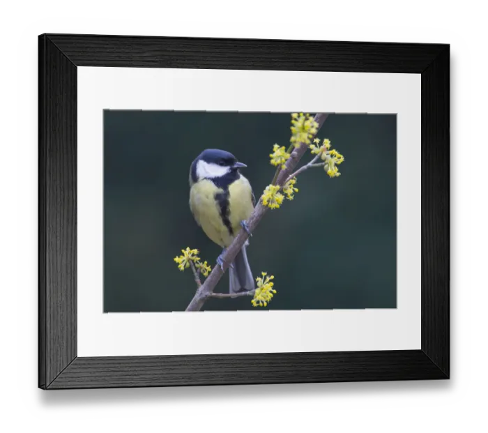 Framed Print : Great Tit -Parus major- Framed Print : Great Tit -Parus major-