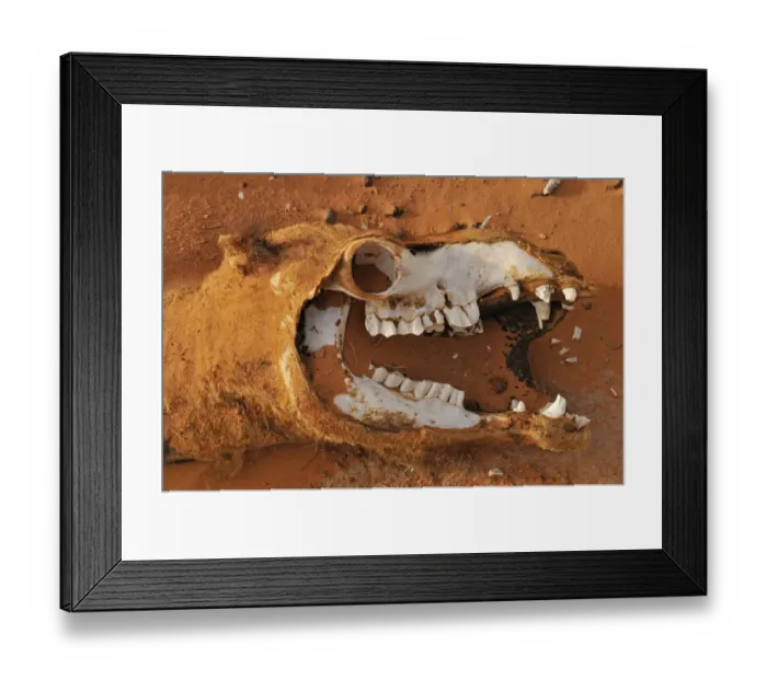 Framed Print : Skull of a camel, Acacus Mountains or Tadrart Acacus range, Tassili nAjjer National Park, Unesco World Heritage Site, Algeria, Sahara, North Africa Framed Print : Skull of a camel, Acacus Mountains or Tadrart Acacus range, Tassili nAjjer National Park, Unesco World Heritage Site, Algeria, Sahara, North Africa