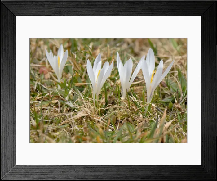 Framed Print : White wild crocus -Crocus malyi- en route to Schwarzenberg alp, Fischbachau-Elbach, Upper Bavaria, Germany, Europe