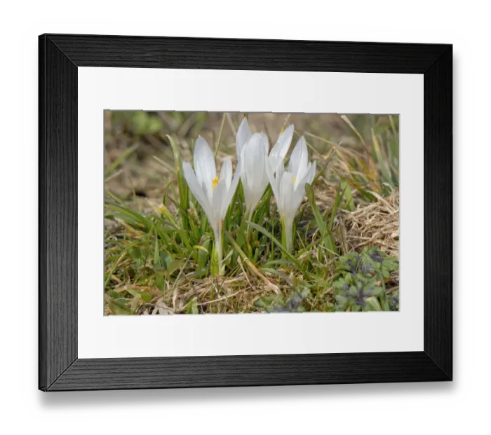 Framed Print : White wild crocus -Crocus malyi- en route to Schwarzenberg hill, Fischbachau-Elbach, Upper Bavaria, Germany, Europe Framed Print : White wild crocus -Crocus malyi- en route to Schwarzenberg hill, Fischbachau-Elbach, Upper Bavaria, Germany, Europe
