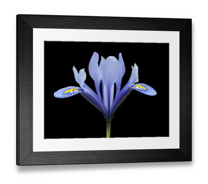 Framed Print : Lily -Lilium- Framed Print : Lily -Lilium-