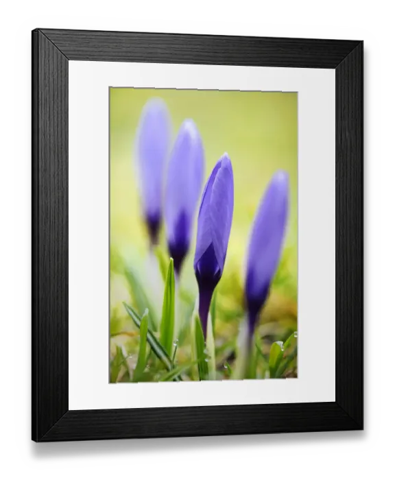 Framed Print : Crocuses -Crocus- Framed Print : Crocuses -Crocus-