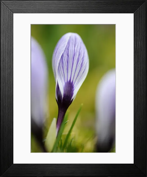 Framed Print : Crocus -Crocus- Framed Print : Crocus -Crocus-