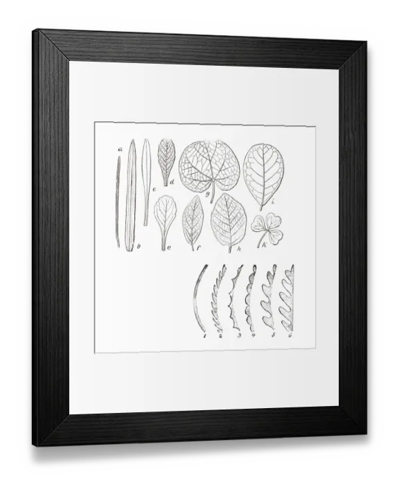 Framed Print : Various shapes of leaves, illustration Framed Print : Various shapes of leaves, illustration