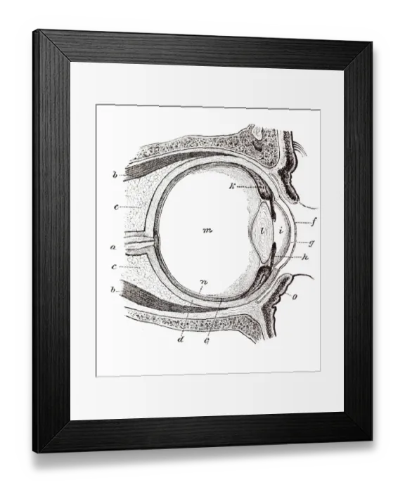 Framed Print : Eye, anatomical illustration Framed Print : Eye, anatomical illustration