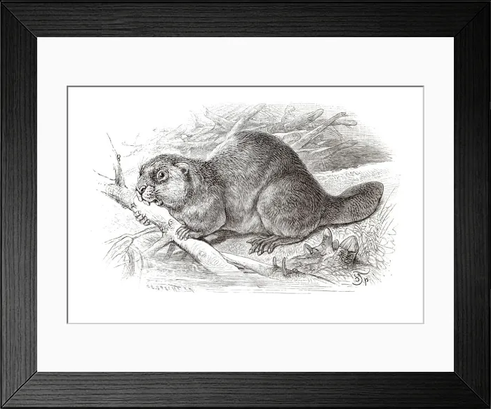 Framed Print : Copper engraving, beaver Framed Print : Copper engraving, beaver