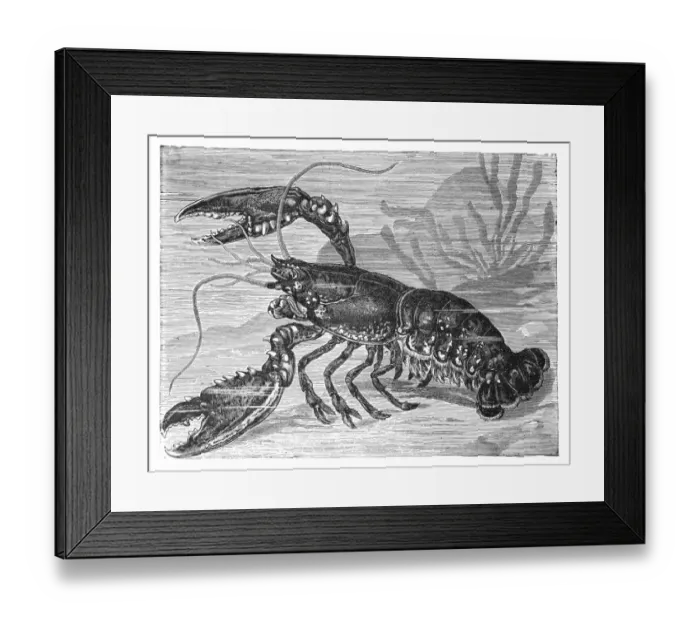Framed Print : Copper engraving, lobster Framed Print : Copper engraving, lobster