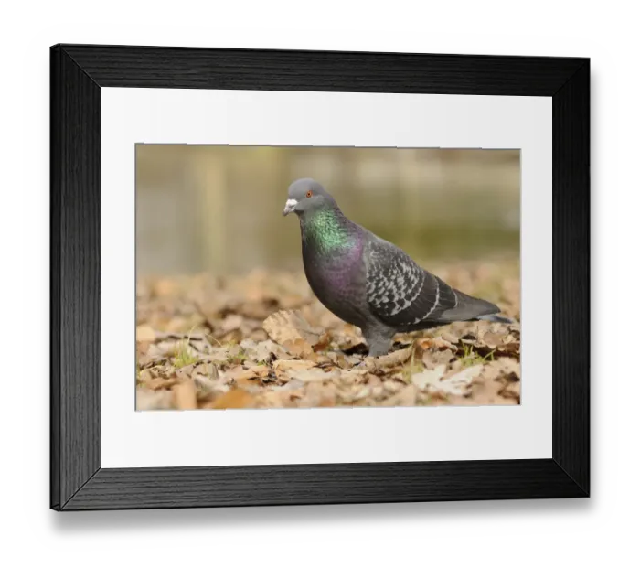 Framed Print : Street pigeon -Columba livia forma domestica- Framed Print : Street pigeon -Columba livia forma domestica-