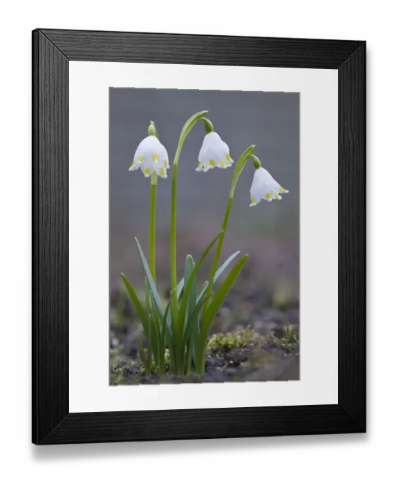 Framed Print : Spring snowflake -Leucojum vernum- Framed Print : Spring snowflake -Leucojum vernum-