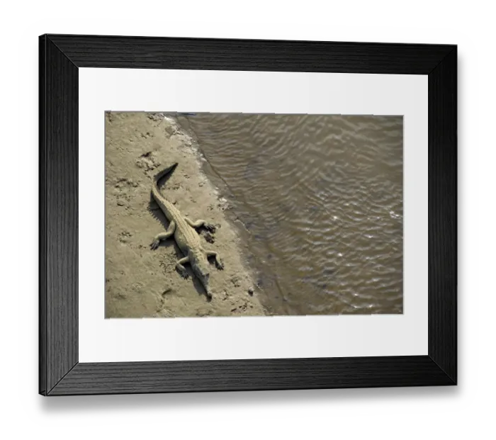 Framed Print : American crocodile -Crocodylus acutus-, Tarcoles, Parque Nacional Carara National Park, Costa Rica, Central America Framed Print : American crocodile -Crocodylus acutus-, Tarcoles, Parque Nacional Carara National Park, Costa Rica, Central America