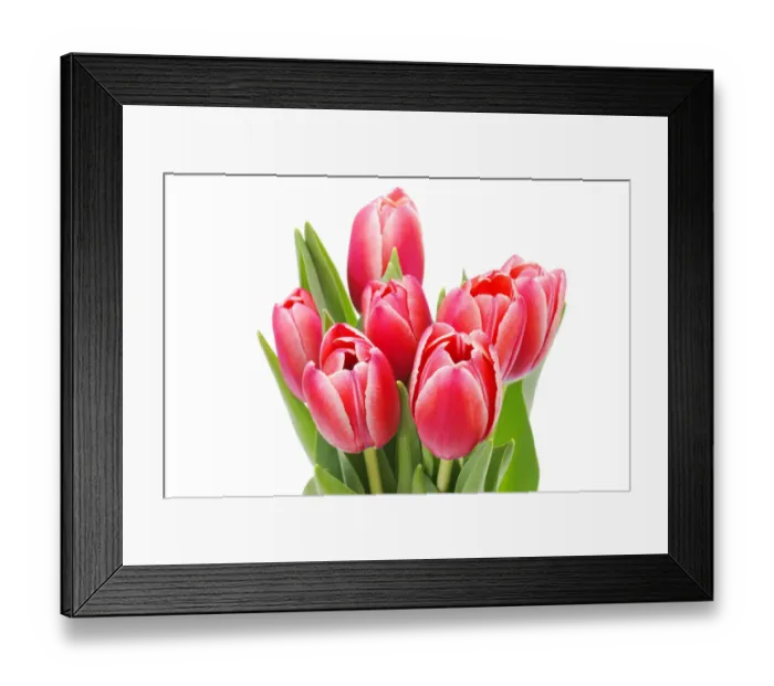 Framed Print : Red tulips -Tulipa- Framed Print : Red tulips -Tulipa-