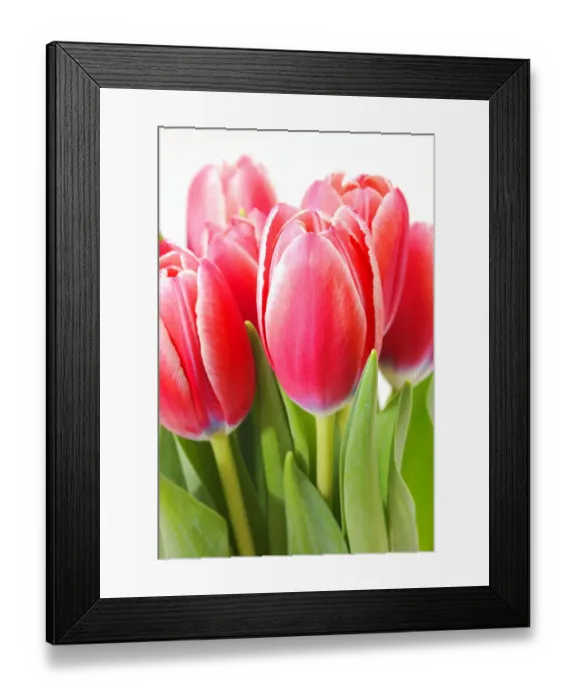 Framed Print : Red tulips -Tulipa- Framed Print : Red tulips -Tulipa-