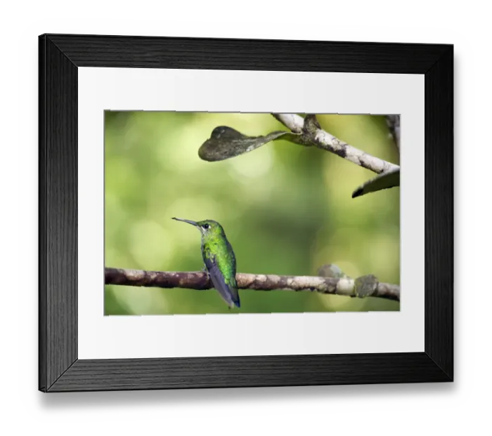 Framed Print : Green-crowned Brilliant -Heliodoxa jacula-, Reserva Biologica Monteverde, Costa Rica, Central America