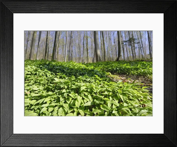 Framed Print : Field of wild garlic -Alium ursinum- in a mountain forest, in Neubeuern, Bavaria, Germany, Europe Framed Print : Field of wild garlic -Alium ursinum- in a mountain forest, in Neubeuern, Bavaria, Germany, Europe