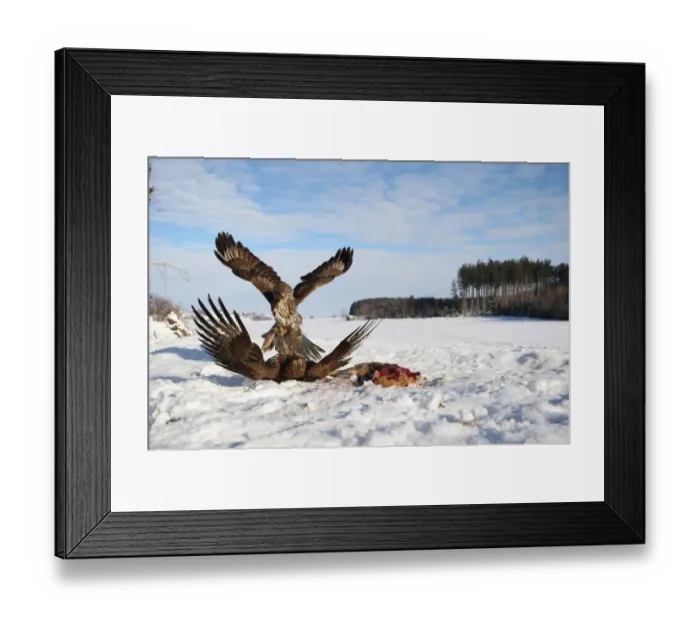 Framed Print : Common buzzards (Buteo buteo) in dispute over a brown hare, Allgaeu region, Bavaria, Germany, Europe