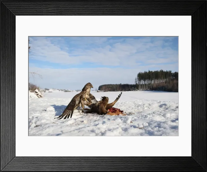 Framed Print : Common buzzards (Buteo buteo) in dispute over a brown hare, Allgaeu region, Bavaria, Germany, Europe Framed Print : Common buzzards (Buteo buteo) in dispute over a brown hare, Allgaeu region, Bavaria, Germany, Europe