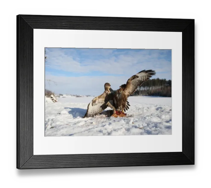 Framed Print : Common buzzards (Buteo buteo) in dispute over a brown hare, Allgaeu region, Bavaria, Germany, Europe Framed Print : Common buzzards (Buteo buteo) in dispute over a brown hare, Allgaeu region, Bavaria, Germany, Europe