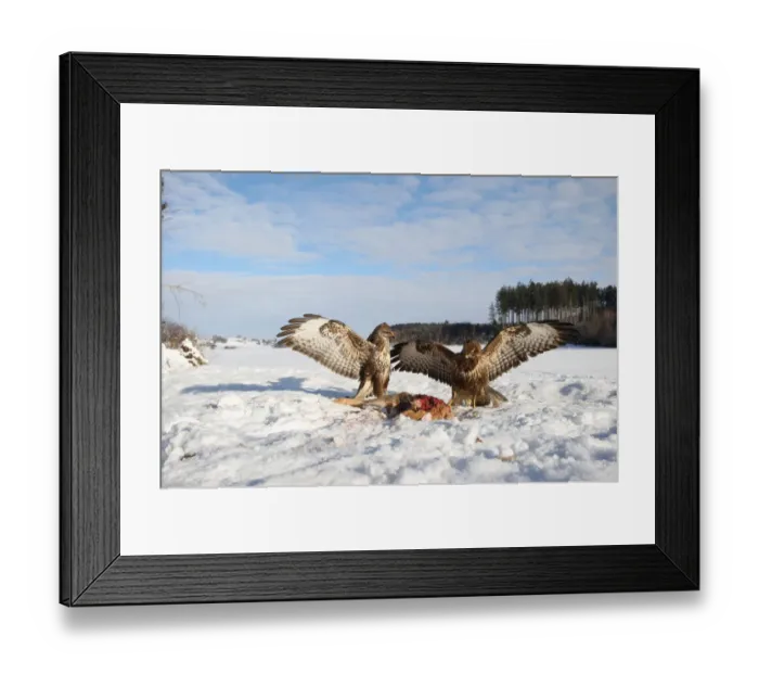 Framed Print : Common buzzards (Buteo buteo) in dispute over a brown hare, Allgaeu region, Bavaria, Germany, Europe Framed Print : Common buzzards (Buteo buteo) in dispute over a brown hare, Allgaeu region, Bavaria, Germany, Europe